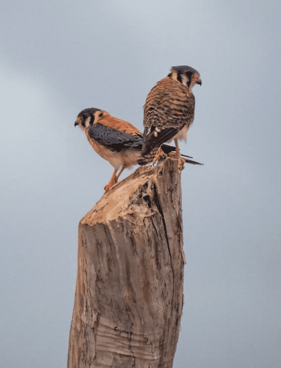 Tatacoa al Atardecer: Observación de Aves y Puesta de Sol